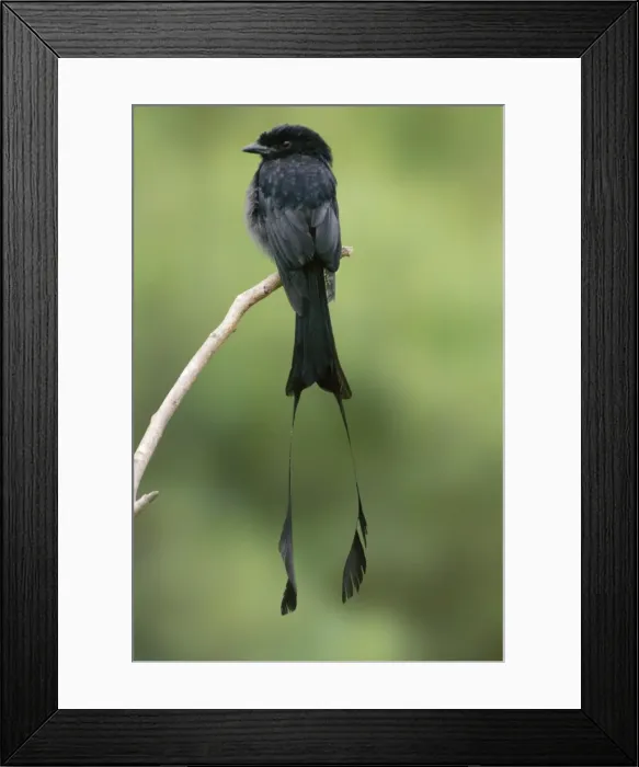 Framed Print : Greater Racket-tailed Drongo Framed Print : Greater Racket-tailed Drongo