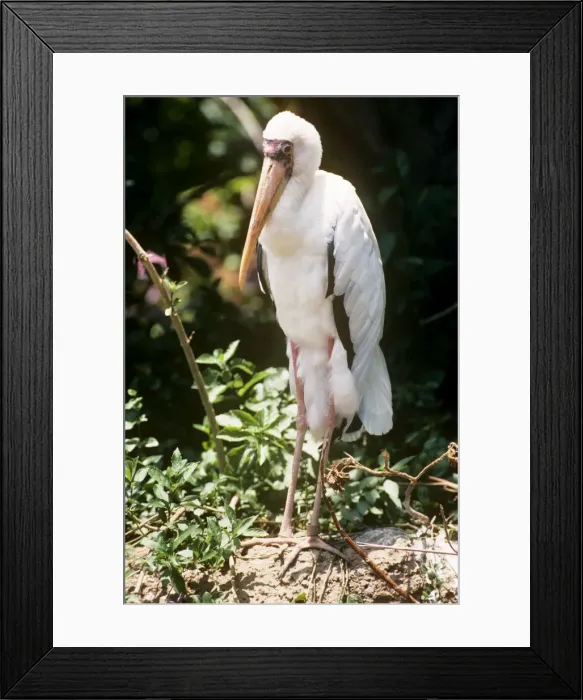 Framed Print : Milky Stork Framed Print : Milky Stork