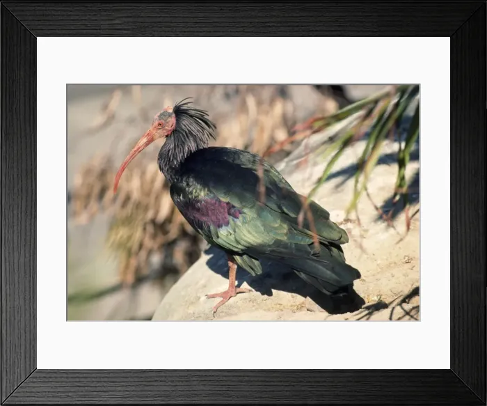 Framed Print : Bald / Waldrapp's Ibis Framed Print : Bald / Waldrapp's Ibis