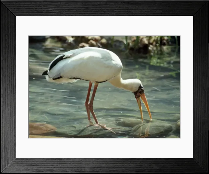 Framed Print : Milky Stork South East Asia Sumatra Java Framed Print : Milky Stork South East Asia Sumatra Java