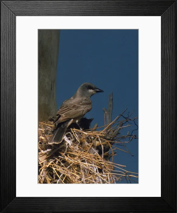 Framed Print : Cassin's Kingbird - at nest Framed Print : Cassin's Kingbird - at nest