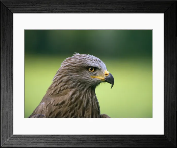 Framed Print : Black Kite Framed Print : Black Kite