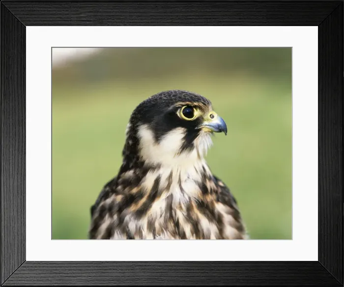Framed Print : Hobby - close up of head Framed Print : Hobby - close up of head