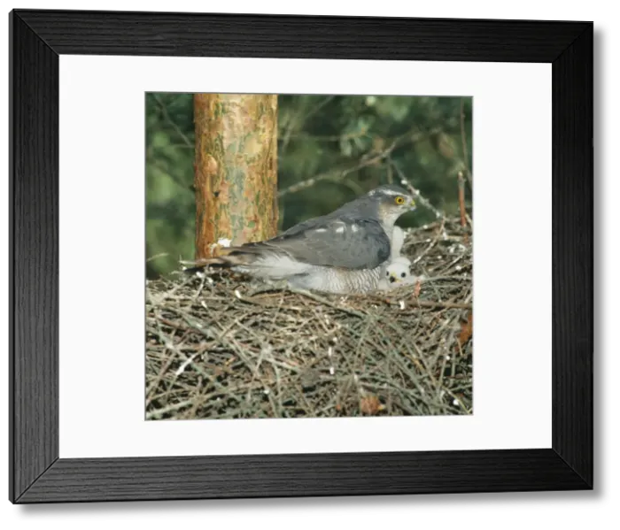 Framed Print : Eurasian Sparrow Hawk Female at nest with chicks Framed Print : Eurasian Sparrow Hawk Female at nest with chicks