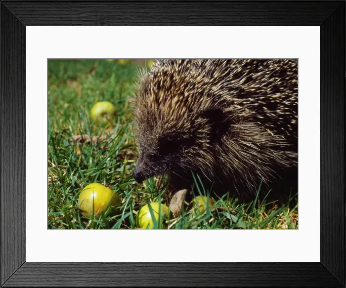 Framed Print : Hedgehog - with crab apples Framed Print : Hedgehog - with crab apples