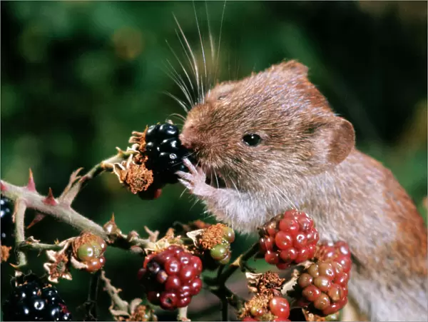 Bank Vole - feeding on blackberries