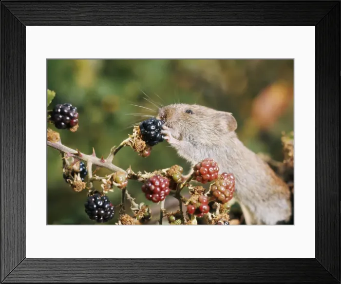 Framed Print : Bank Vole - eating blackberries Framed Print : Bank Vole - eating blackberries