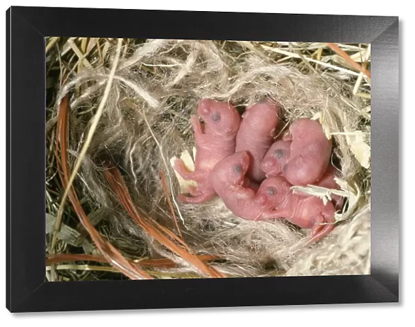 House Mouse - litter of new born mice