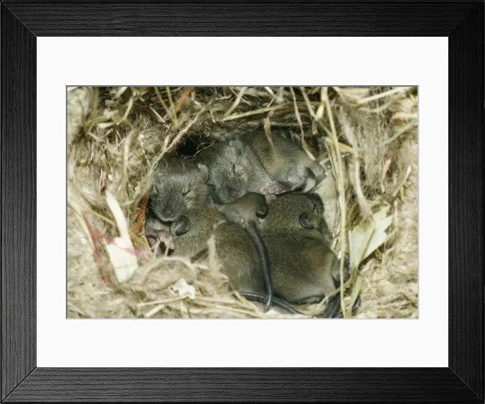 Framed Print : House Mice - in nest at 12 days. UK Framed Print : House Mice - in nest at 12 days. UK