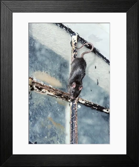 Framed Print : Black Rat. AEB-2313. Black / Ship RAT. Rattus rattus Framed Print : Black Rat. AEB-2313. Black / Ship RAT. Rattus rattus