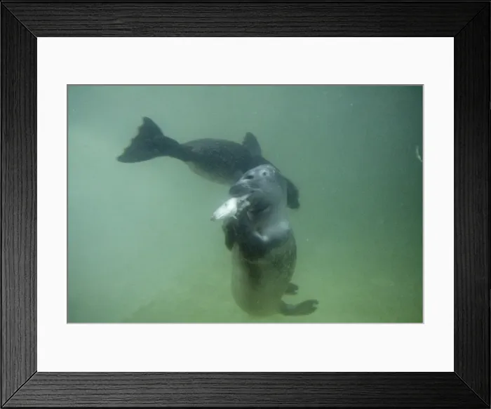 Framed Print : Common / Harbour Seal Adult with fish & pup Framed Print : Common / Harbour Seal Adult with fish & pup