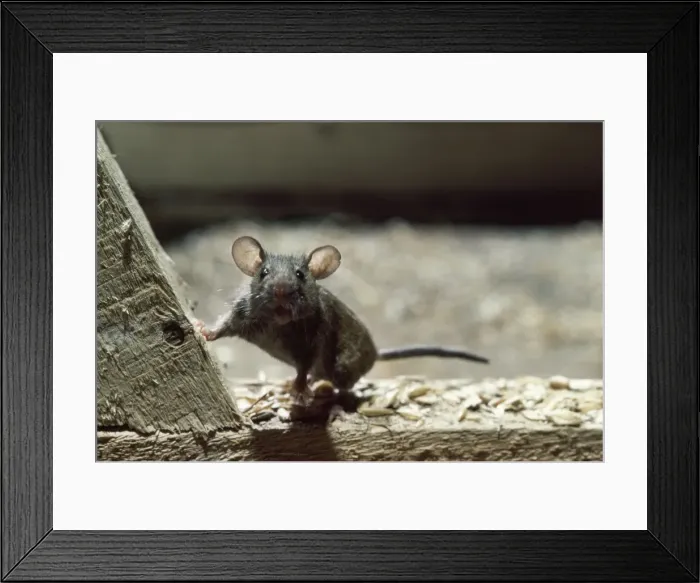 Framed Print : House Mouse Framed Print : House Mouse