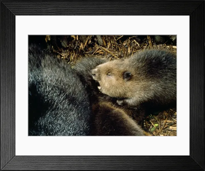 Framed Print : European Beaver - inside lodge Poland Framed Print : European Beaver - inside lodge Poland