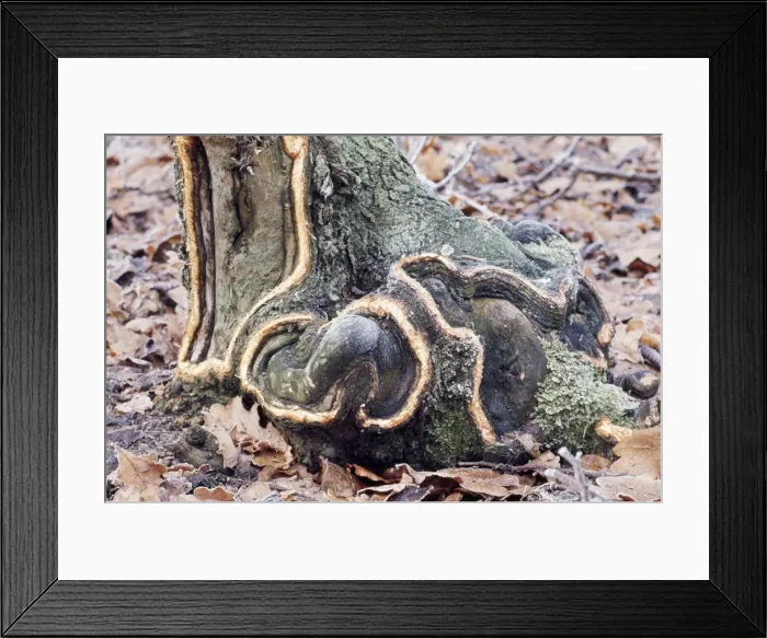 Framed Print : Oak Tree - gnawed by Rabbits (O. cuniculus) Framed Print : Oak Tree - gnawed by Rabbits (O. cuniculus)