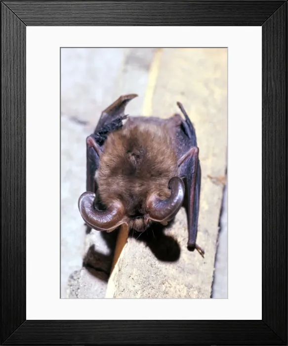 Framed Print : Long-eared Bat Framed Print : Long-eared Bat