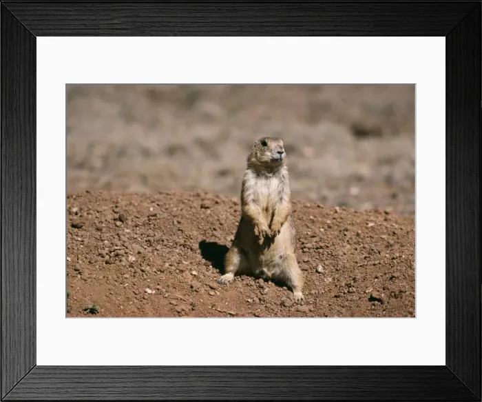 Framed Print : Mexican Prairie Dog Saltillo, Coahuila, Mexico Framed Print : Mexican Prairie Dog Saltillo, Coahuila, Mexico