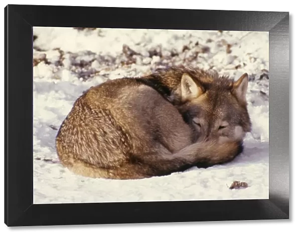Wolf - curled up on snow