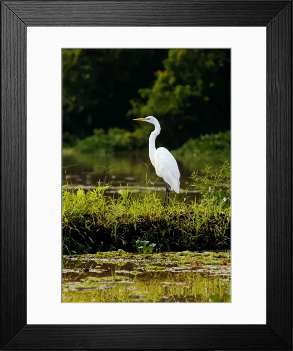 Framed Print : Great Egret feeds on fish in an oxbow lake in Kinabatangan river floodplain, typical; Sabah, Borneo, Malaysia; June Ma39. 3118 Framed Print : Great Egret feeds on fish in an oxbow lake in Kinabatangan river floodplain, typical; Sabah, Borneo, Malaysia; June Ma39. 3118
