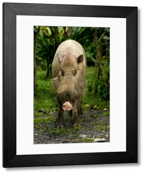 Framed Print : Bearded pig, adult wild animal which abitually comes to feed on leftovers in a restaurant at Borneo Rainforest Lodge in Danum Valley Conservation Area; typical in Sabah, Borneo, Malaysia; June. Ma39. 3189 Framed Print : Bearded pig, adult wild animal which abitually comes to feed on leftovers in a restaurant at Borneo Rainforest Lodge in Danum Valley Conservation Area; typical in Sabah, Borneo, Malaysia; June. Ma39. 3189