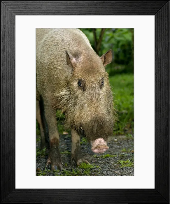 Framed Print : Bearded pig, adult wild animal which abitually comes to feed on leftovers in a restaurant at Borneo Rainforest Lodge in Danum Valley Conservation Area; typical in Sabah, Borneo, Malaysia; June. Ma39. 3190 Framed Print : Bearded pig, adult wild animal which abitually comes to feed on leftovers in a restaurant at Borneo Rainforest Lodge in Danum Valley Conservation Area; typical in Sabah, Borneo, Malaysia; June. Ma39. 3190