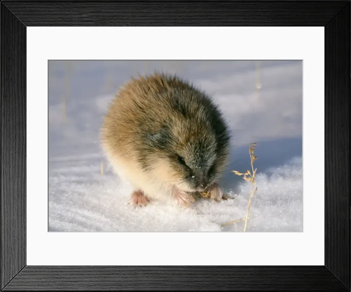 Framed Print : Siberian Lemming - feeding on dry grass Taundra of Taimyr peninsula near Kara Sea, Russian Arctic Framed Print : Siberian Lemming - feeding on dry grass Taundra of Taimyr peninsula near Kara Sea, Russian Arctic