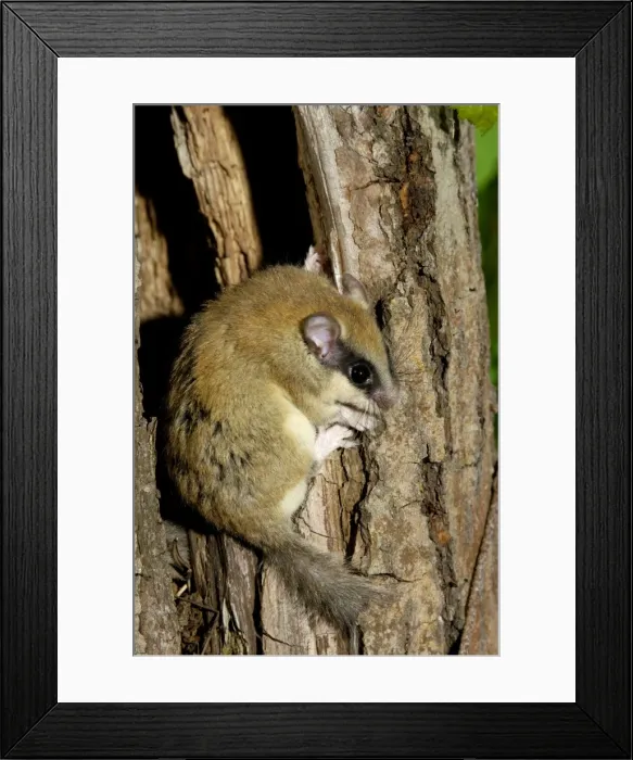 Framed Print : Forest dormouse, adult, warily climbs out of its shelter (a tree-hollow); common in deciduous forests of South Ural Mountains, nocturnal; South Russia, summer. Ur39. 4012 Framed Print : Forest dormouse, adult, warily climbs out of its shelter (a tree-hollow); common in deciduous forests of South Ural Mountains, nocturnal; South Russia, summer. Ur39. 4012