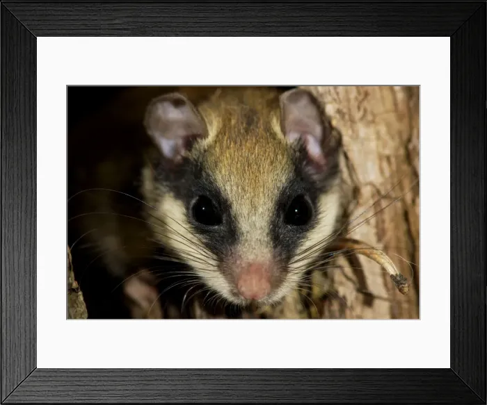 Framed Print : Forest dormouse, adult, warily climbs out of its shelter (a tree-hollow); common in deciduous forests of South Ural Mountains, nocturnal; South Russia, summer. Ur39. 4035 Framed Print : Forest dormouse, adult, warily climbs out of its shelter (a tree-hollow); common in deciduous forests of South Ural Mountains, nocturnal; South Russia, summer. Ur39. 4035