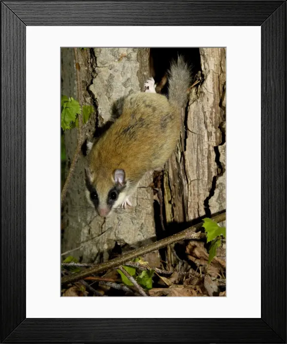 Framed Print : Forest dormouse, adult, warily climbs out of its shelter (a tree-hollow); common in deciduous forests of South Ural Mountains, nocturnal; South Russia, summer. Ur39. 4039 Framed Print : Forest dormouse, adult, warily climbs out of its shelter (a tree-hollow); common in deciduous forests of South Ural Mountains, nocturnal; South Russia, summer. Ur39. 4039