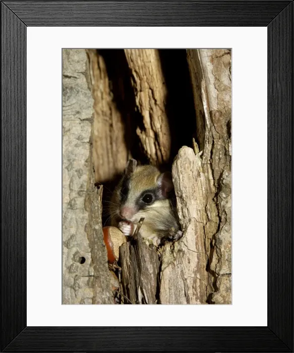 Framed Print : Forest dormouse, adult, eats remains of nuts before climbing out of its shelter (a tree-hollow); common in deciduous forests of South Ural Mountains, nocturnal; South Russia, summer. Ur39. 4047 Framed Print : Forest dormouse, adult, eats remains of nuts before climbing out of its shelter (a tree-hollow); common in deciduous forests of South Ural Mountains, nocturnal; South Russia, summer. Ur39. 4047