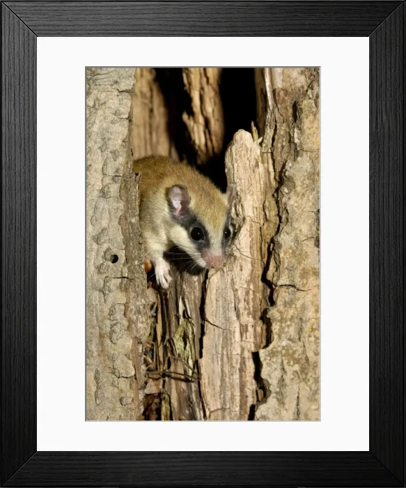 Framed Print : Forest dormouse, adult, typically lingers about before climbing out of its shelter (a tree-hollow); common in deciduous forests of South Ural Mountains, nocturnal; South Russia, summer. Ur39. 4053 Framed Print : Forest dormouse, adult, typically lingers about before climbing out of its shelter (a tree-hollow); common in deciduous forests of South Ural Mountains, nocturnal; South Russia, summer. Ur39. 4053
