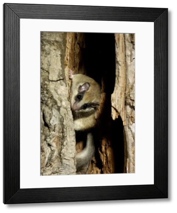 Framed Print : Forest dormouse, adult, typically lingers about before climbing out of its shelter (a tree-hollow); common in deciduous forests of South Ural Mountains, nocturnal; South Russia, summer. Ur39. 4061 Framed Print : Forest dormouse, adult, typically lingers about before climbing out of its shelter (a tree-hollow); common in deciduous forests of South Ural Mountains, nocturnal; South Russia, summer. Ur39. 4061
