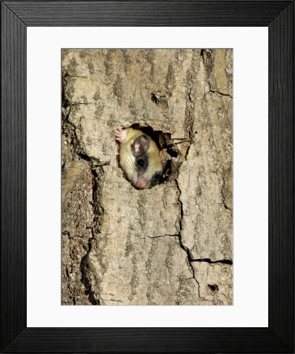 Framed Print : Forest dormouse, adult, climbs out of its shelter (a tree-hollow); common in deciduous forests of South Ural Mountains, nocturnal; South Russia, summer. Ur39. 4065 Framed Print : Forest dormouse, adult, climbs out of its shelter (a tree-hollow); common in deciduous forests of South Ural Mountains, nocturnal; South Russia, summer. Ur39. 4065