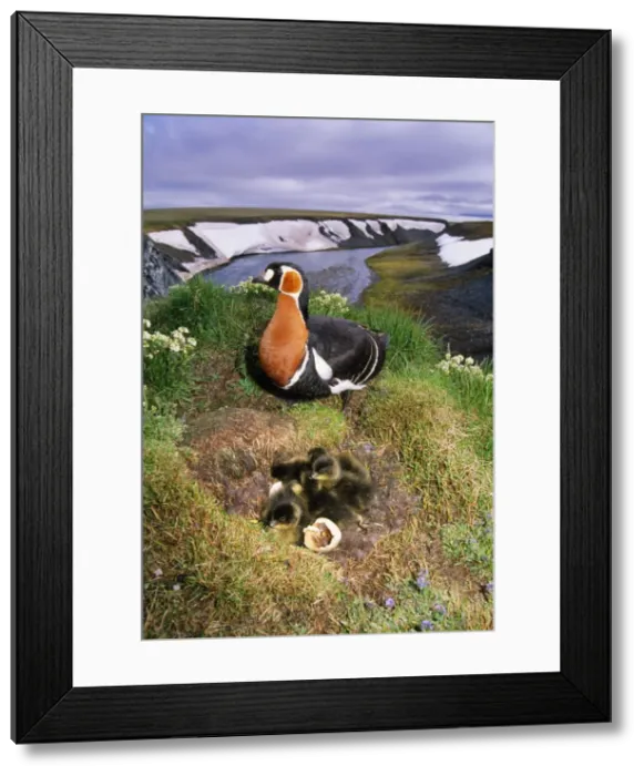 Framed Print : Red-breasted Goose - with chicks in nest on riverbank Taimyr, Russian Arctic Framed Print : Red-breasted Goose - with chicks in nest on riverbank Taimyr, Russian Arctic