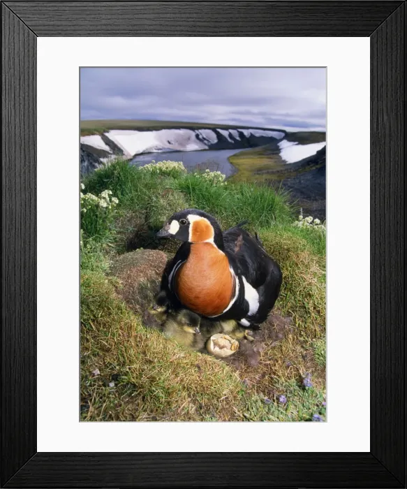 Framed Print : Red-breasted Goose - with chicks in nest on riverbank Taimyr, Russian Arctic Framed Print : Red-breasted Goose - with chicks in nest on riverbank Taimyr, Russian Arctic