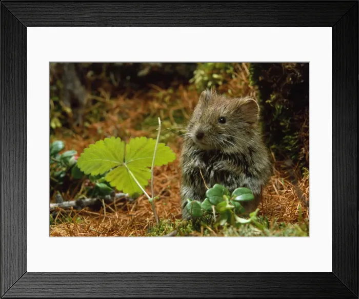 Framed Print : Northern Red-backed Vole - in search of food. Taiga Forest, Hadita near Salehard, North Russia Framed Print : Northern Red-backed Vole - in search of food. Taiga Forest, Hadita near Salehard, North Russia