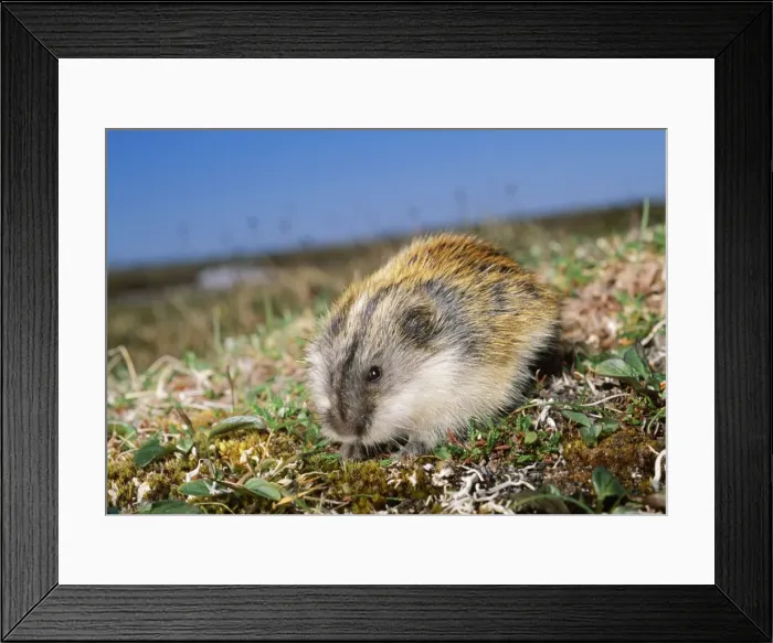 Framed Print : Siberian Lemming - feeding on grass in tundra of Taimyr Peninsula, near Dikson, Russian Arctic Framed Print : Siberian Lemming - feeding on grass in tundra of Taimyr Peninsula, near Dikson, Russian Arctic