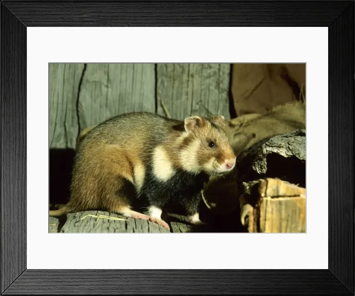 Framed Print : Wild Common Hamster Feeds in a granary Middle Ural mountains, Russia, summer Framed Print : Wild Common Hamster Feeds in a granary Middle Ural mountains, Russia, summer