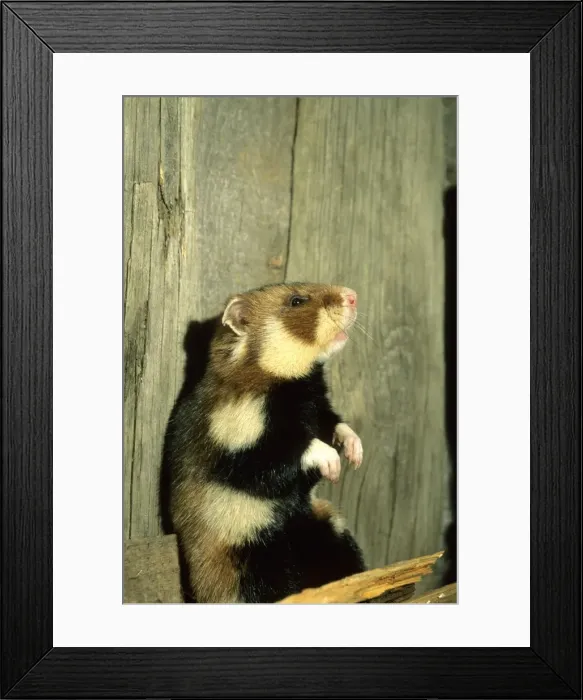 Framed Print : Wild Common Hamster Checks for danger, feeding in a granary Summer Middle Ural Mountains, Russia Framed Print : Wild Common Hamster Checks for danger, feeding in a granary Summer Middle Ural Mountains, Russia