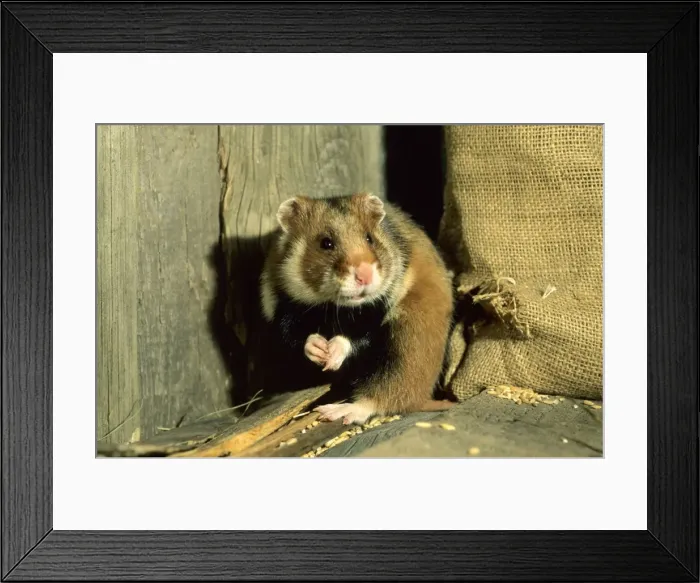 Framed Print : Wild Common Hamster Feeding in a granary Summer Middle Ural Mountains, Russia Framed Print : Wild Common Hamster Feeding in a granary Summer Middle Ural Mountains, Russia