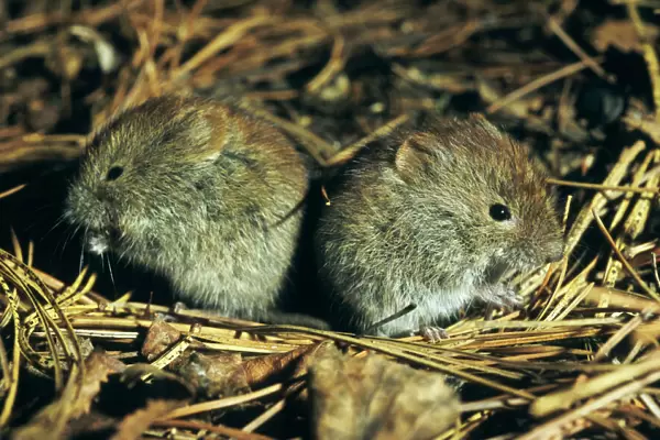 Northern redbacked vole, two young brothers feed on taiga-forest floor near river Negustyah, a tributary of river Bolshoi Ugan, near Ugut settlement; Uganskii Nat. reserve, Siberia, Russia; spring