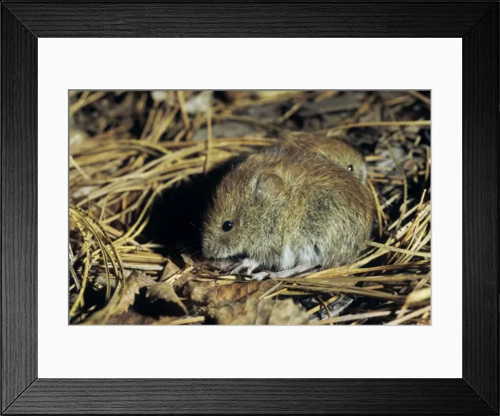 Framed Print : Northern redbacked vole, two young brothers feed on taiga-forest floor near river Negustyah, a tributary of river Bolshoi Ugan, near Ugut settlement; Uganskii Nat. reserve, Siberia, Russia; spring Framed Print : Northern redbacked vole, two young brothers feed on taiga-forest floor near river Negustyah, a tributary of river Bolshoi Ugan, near Ugut settlement; Uganskii Nat. reserve, Siberia, Russia; spring