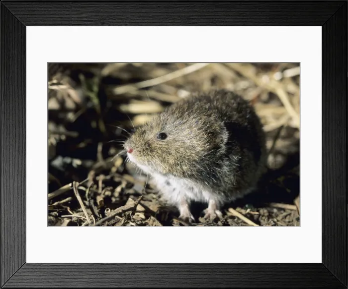 Framed Print : Tundra / Root Vole, feeds on plants at river Negustyah (tributary of river Bolshoi Ugan) bank in the night, typical across Siberian plains; Uganskii Nat. Reserve, Siberia, Russia; spring Framed Print : Tundra / Root Vole, feeds on plants at river Negustyah (tributary of river Bolshoi Ugan) bank in the night, typical across Siberian plains; Uganskii Nat. Reserve, Siberia, Russia; spring