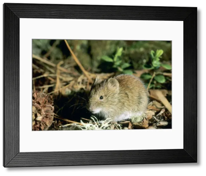 Framed Print : Northern redbacked vole, feeds on Siberian stone pine (Pinus sibirica Mayr) seeds - a cone on the left; Taiga-forest floor near river Negustyah, a tributary of river Bolshoi Ugan, near Ugut settlement; Uganskii Nat. reserve, Siberia, Russia; spring Framed Print : Northern redbacked vole, feeds on Siberian stone pine (Pinus sibirica Mayr) seeds - a cone on the left; Taiga-forest floor near river Negustyah, a tributary of river Bolshoi Ugan, near Ugut settlement; Uganskii Nat. reserve, Siberia, Russia; spring