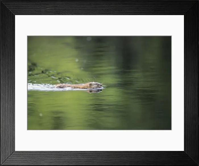 Framed Print : Muskrat, lives in a lake (old river bed) near river Negustyah, a tributary of river Bolshoi Ugan, near Ugut settlement; Uganskii Nat. reserve, Siberia, Russia; spring Framed Print : Muskrat, lives in a lake (old river bed) near river Negustyah, a tributary of river Bolshoi Ugan, near Ugut settlement; Uganskii Nat. reserve, Siberia, Russia; spring