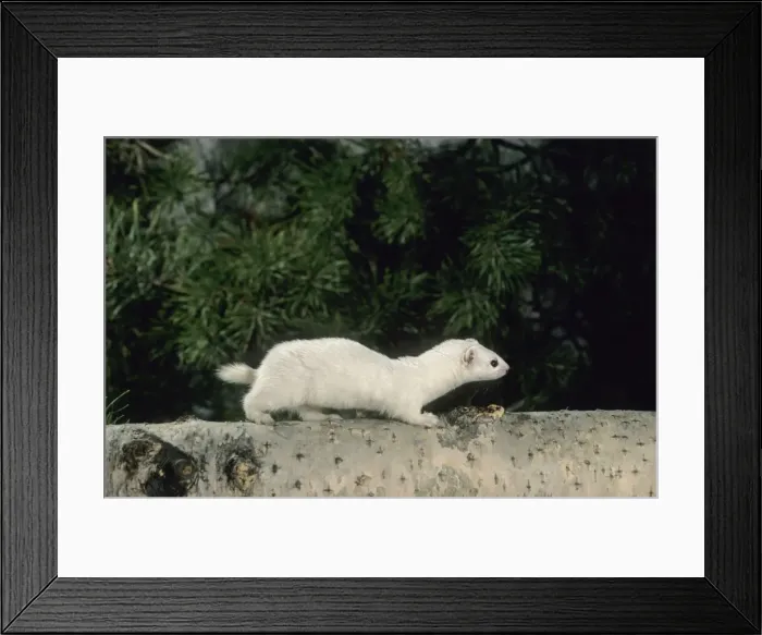 Framed Print : Weasel in white winter fur, adult; common predator in taiga-forests; Ur37. 1218 Framed Print : Weasel in white winter fur, adult; common predator in taiga-forests; Ur37. 1218