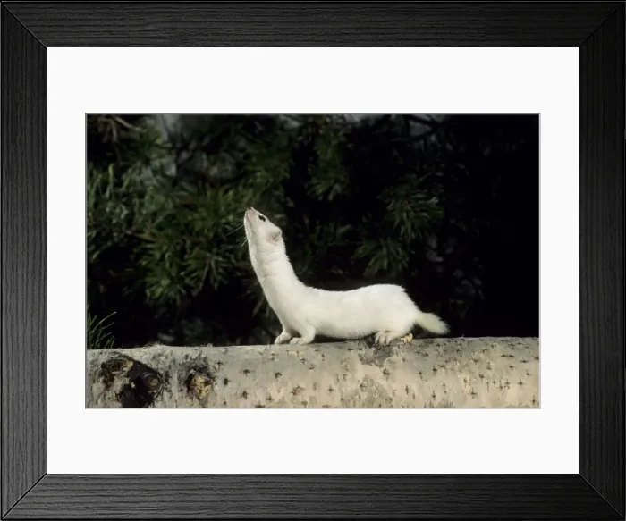Framed Print : Weasel in white winter fur, adult; common predator in taiga-forests Ur37. 1220 Framed Print : Weasel in white winter fur, adult; common predator in taiga-forests Ur37. 1220