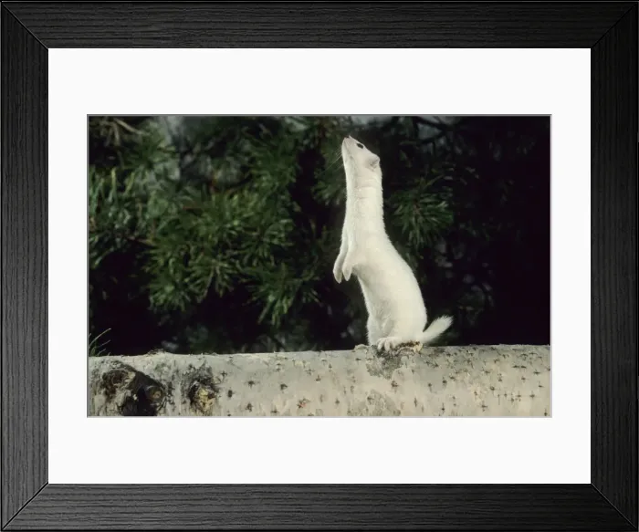 Framed Print : Weasel in white winter fur, adult; common predator in taiga-forests; Ur37. 1227 Framed Print : Weasel in white winter fur, adult; common predator in taiga-forests; Ur37. 1227