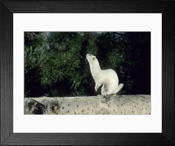 Framed Print : Weasel in white winter fur, adult; common predator in taiga-forests; Ur37. 1228 Framed Print : Weasel in white winter fur, adult; common predator in taiga-forests; Ur37. 1228