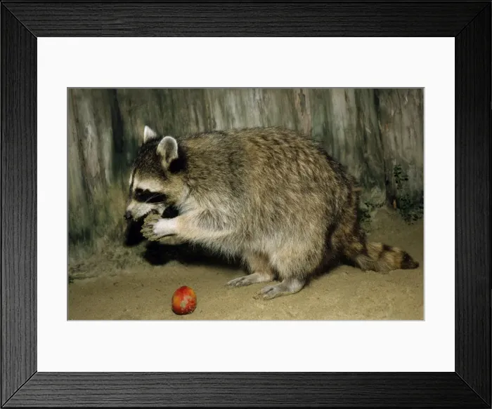 Framed Print : Common Raccoon, adult female; eating an apple; Zoo in Ekaterinburg, Urals, Russia; autumn Ur37. 1680 Framed Print : Common Raccoon, adult female; eating an apple; Zoo in Ekaterinburg, Urals, Russia; autumn Ur37. 1680