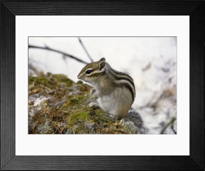 Framed Print : Siberian chipmunk feeds on forest floor, taiga-forest near river Taz; early spring; North Tumen region, Russia Tz30. 0239 Framed Print : Siberian chipmunk feeds on forest floor, taiga-forest near river Taz; early spring; North Tumen region, Russia Tz30. 0239